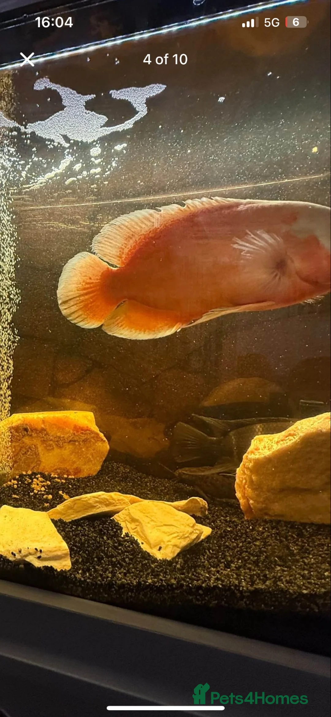 Cichlids fish for sale: 3 Cichlids and 1 Cat fish - Advert 5
