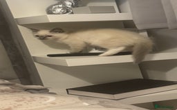 Ragdoll cats for sale: 5 ragdoll kittens GCCF  - Image 7
