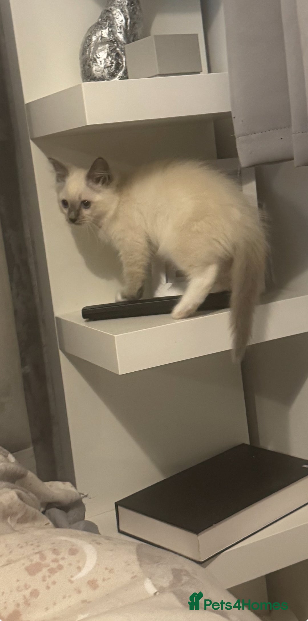 Ragdoll cats for sale: 5 ragdoll kittens GCCF  - Image 7