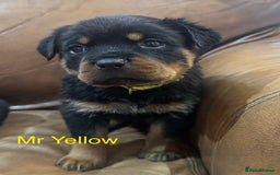 Rottweiler dogs for sale: KC Registered German Rottweiler Puppies - Image 5