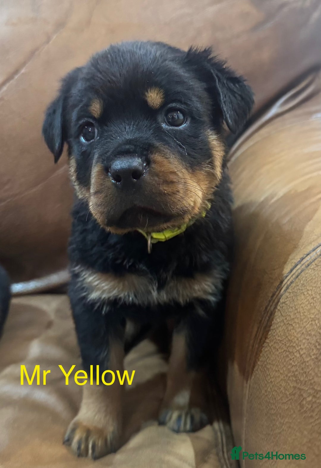 Rottweiler dogs for sale: KC Registered German Rottweiler Puppies - Image 5