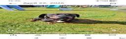 Mixed Breed dogs for sale: Dachshund x Rottweiler  - Advert 7