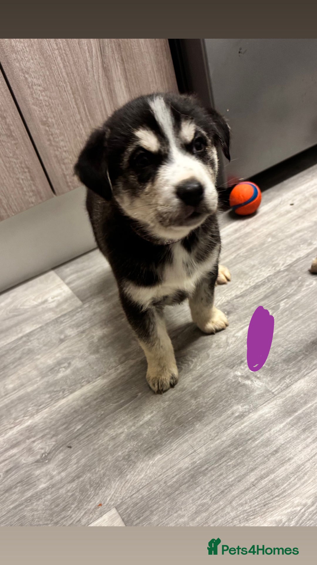 Mixed Breed dogs for sale: Beautiful huskadors - Advert 7