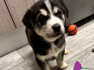 Mixed Breed dogs Beautiful huskadors - Advert 12