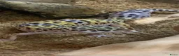 Leopard Gecko reptiles for sale: Leopard Gecko and Full set up in Walton-on-Thames - Advert 1
