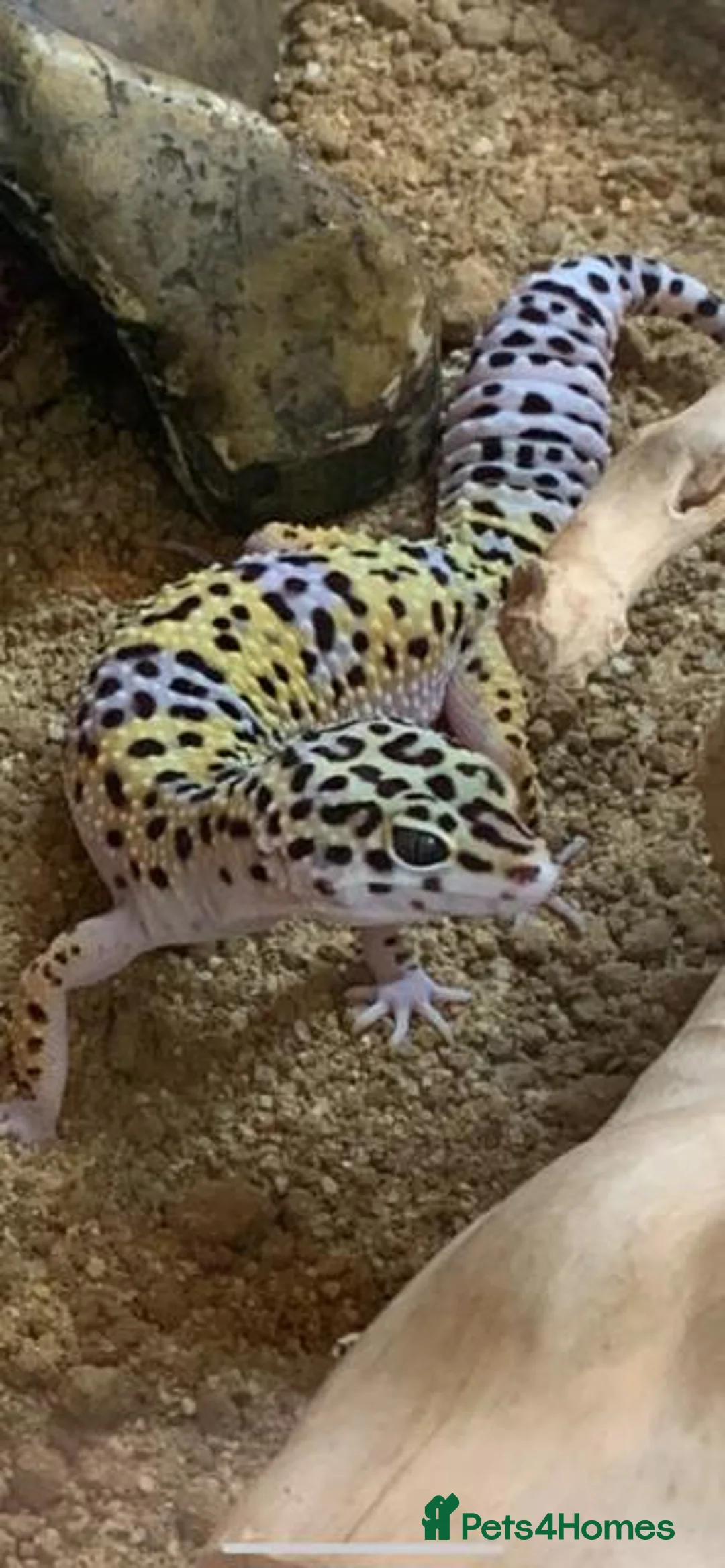 Leopard Gecko reptiles for sale: Leopard Gecko and Full set up in Walton-on-Thames - Advert 1