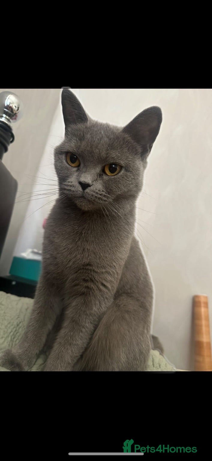 British Shorthair cats British Shorthair Looking for a Home 🐾 - Advert 6