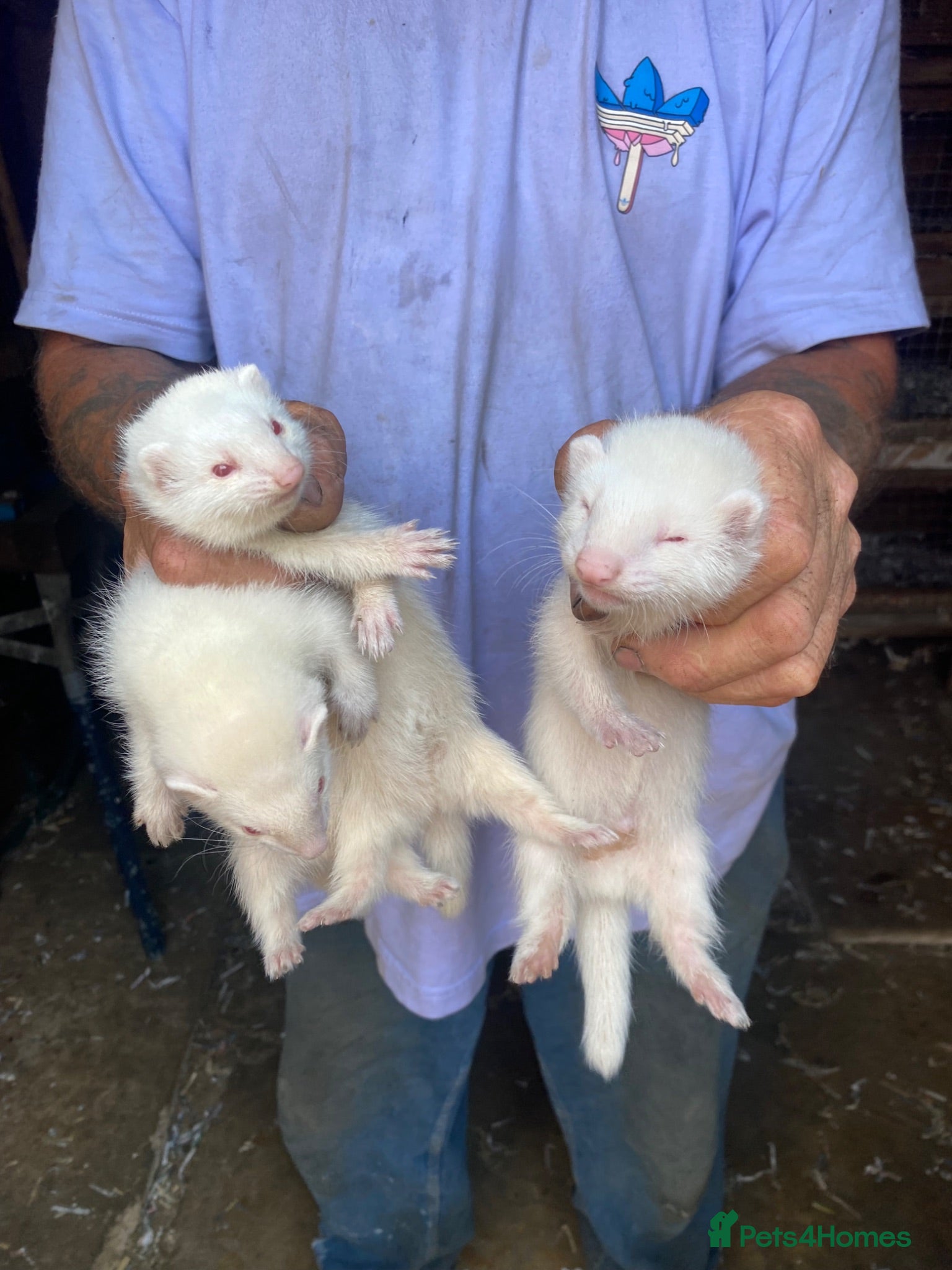Ferret rodents Ferrets for sale  - Advert 1