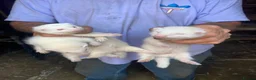 Ferret rodents for sale: Ferrets for sale  in Gravesend - Advert 1
