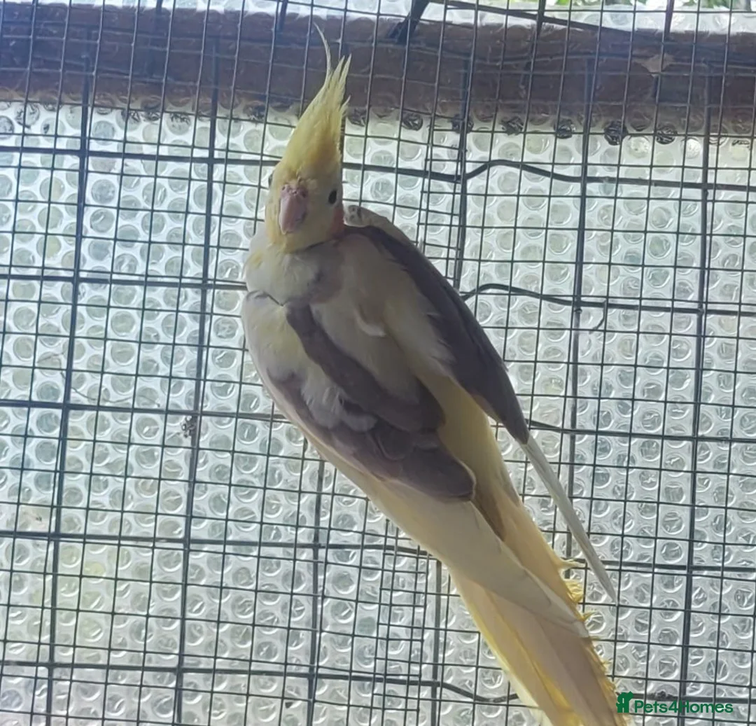 Cockatiels birds for sale: A pair of cockatiels for sale - Advert 2