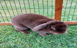 Mini Lop rabbits for sale: pure bread mini plush lop chocolate brown doe - Image 2