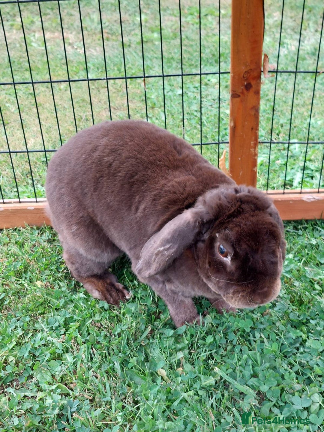 Mini Lop rabbits for sale: pure bread mini plush lop chocolate brown doe - Image 2