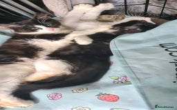 Maine Coon cats for sale: Beautiful Bonded Sisters - Image 14