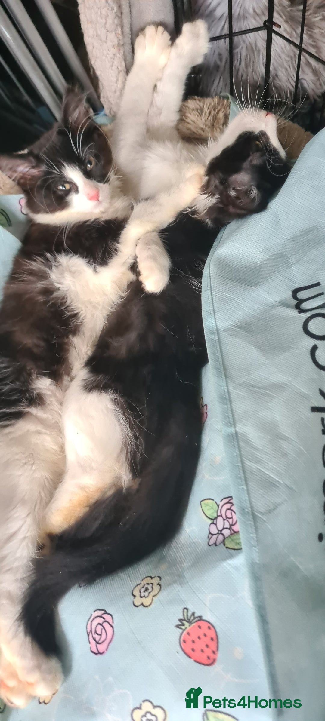 Maine Coon cats for sale: Beautiful Bonded Sisters - Image 14