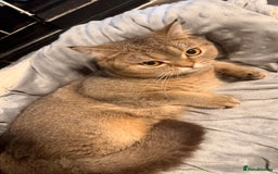 British Shorthair cats for sale: Female NY25 Golden Shaded British Shorthair Kitten in Birmingham - Image 4