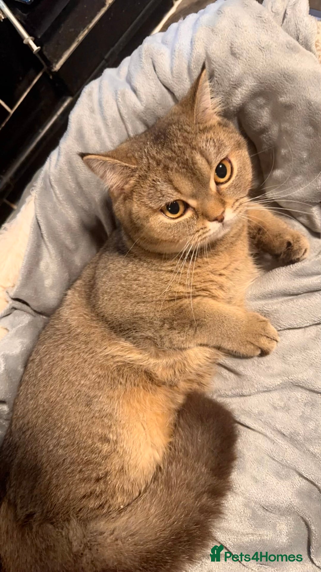 British Shorthair cats for sale: Female NY25 Golden Shaded British Shorthair Kitten in Birmingham - Image 4