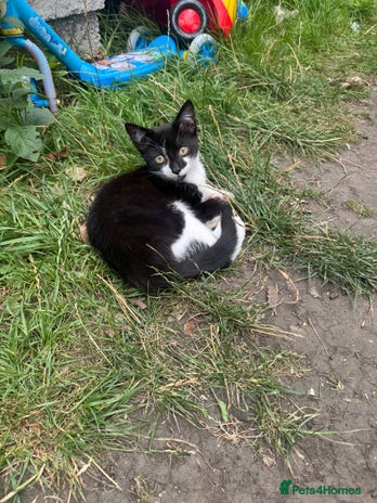 British Shorthair cats - Advert 8