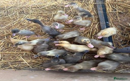 Ducks poultry for sale: Indian Runner Ducklings - PLEASE READ DESCRIPTION - Image 1