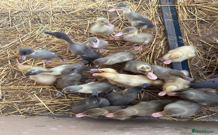 Ducks poultry - Advert 8