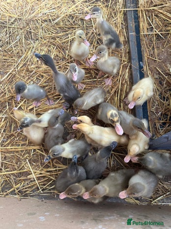 Ducks poultry - Advert 8