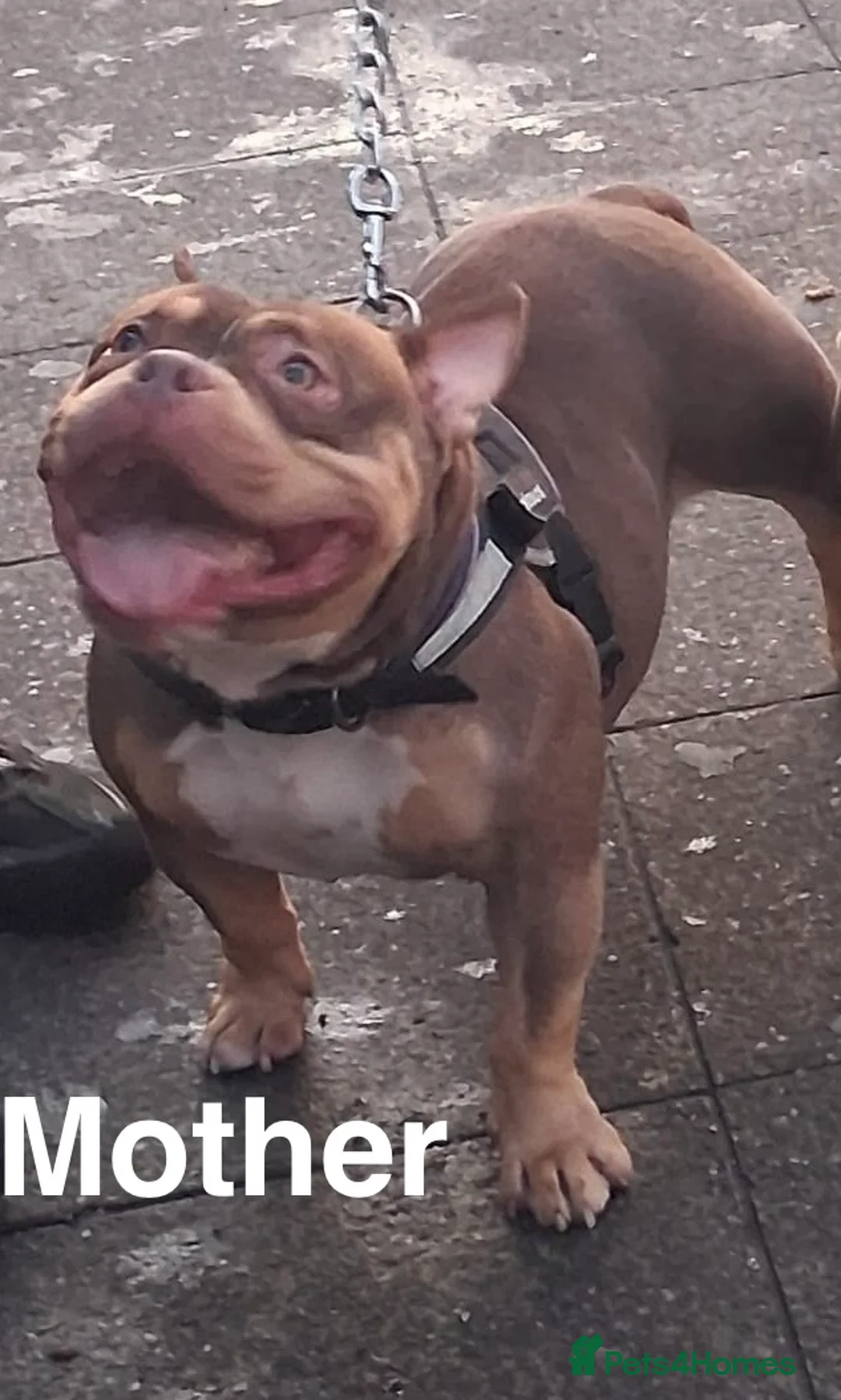 American Bully dogs for sale: POCKET BULLYS CHAMPION BLOOD LINES ABKC REGISTERD - Advert 2