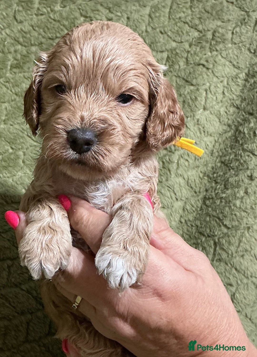 Cockapoo dogs for sale: F1 Cockapoo puppies  - Image 7