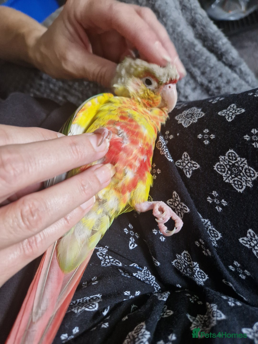 Conures birds for sale: Conure for sale  - Image 2