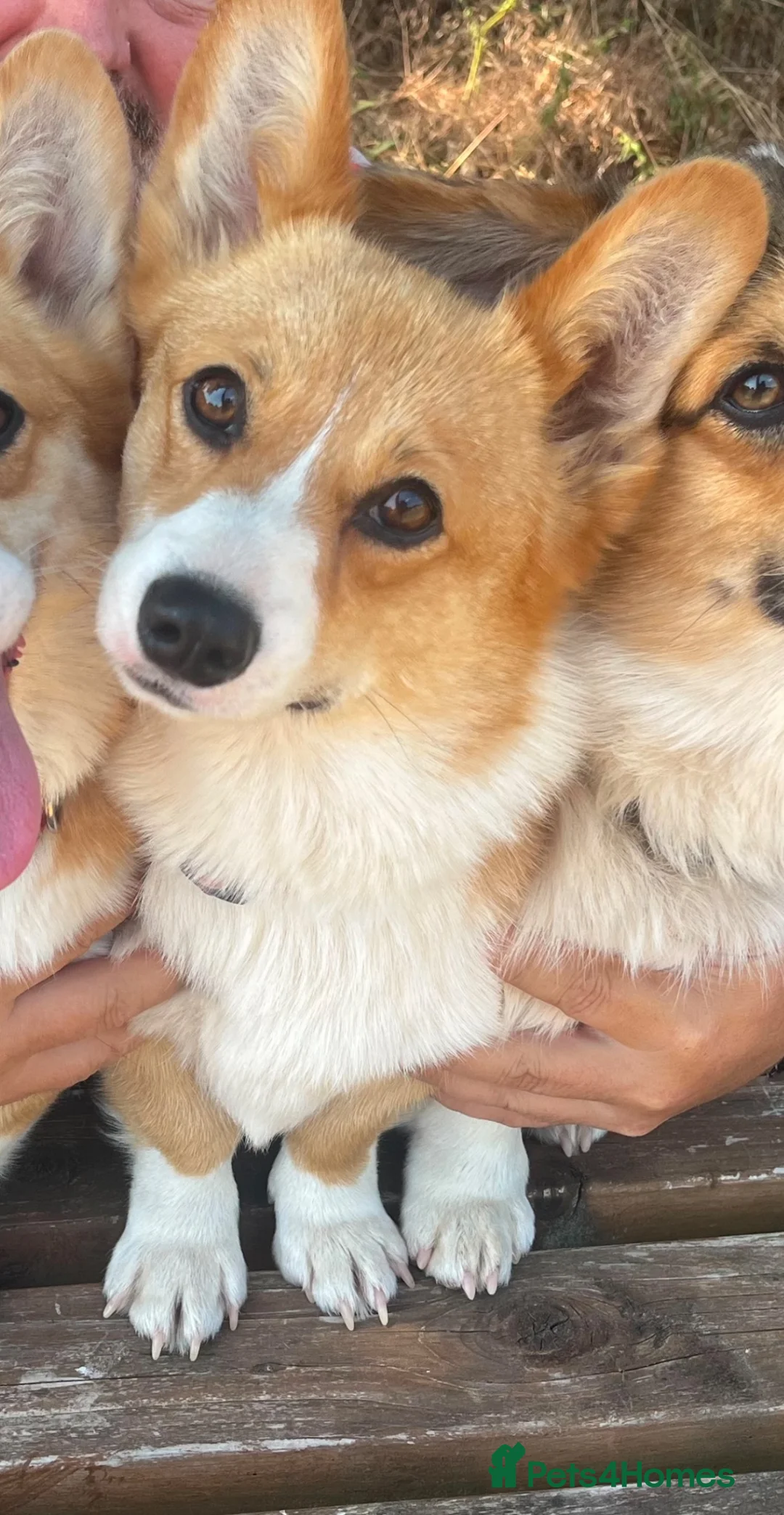 Welsh Corgi Pembroke dogs for sale: PUREBRED PEMBROKE WELSH CORGI GIRL, 1 YEAR OLD - Advert 1