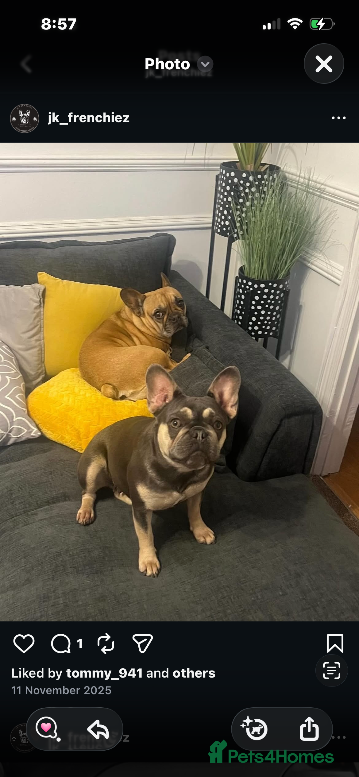 French Bulldog dogs Beautiful french bulldog - Advert 1