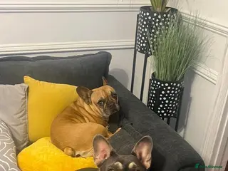 French Bulldog dogs Beautiful french bulldog - Advert 1