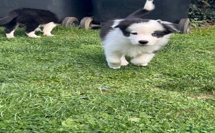 Border Collie dogs - Advert 1