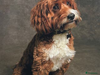 Mixed Breed dogs Life of Riley available for Stud - Advert 1