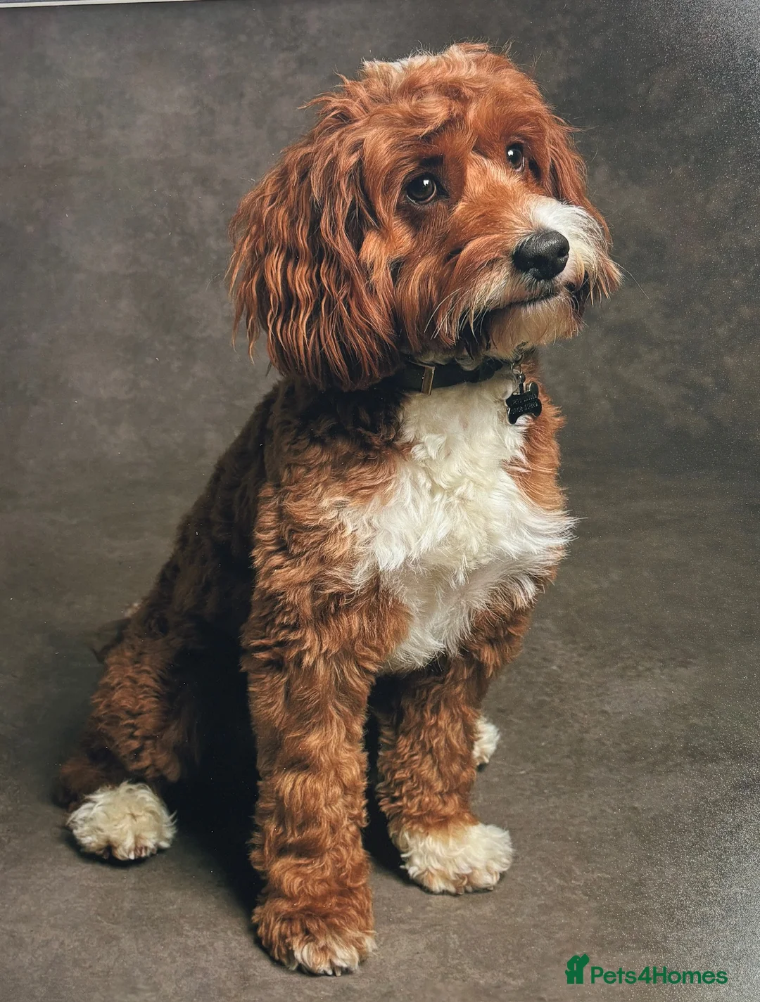 Mixed Breed dogs for stud: Life of Riley available for Stud  - Advert 1