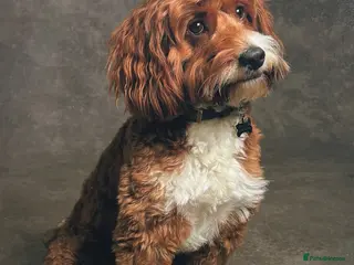 Mixed Breed dogs Life of Riley available for Stud - Advert 23