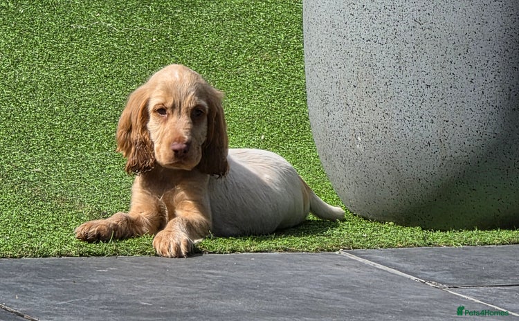 Cocker Spaniel dogs - Advert 12
