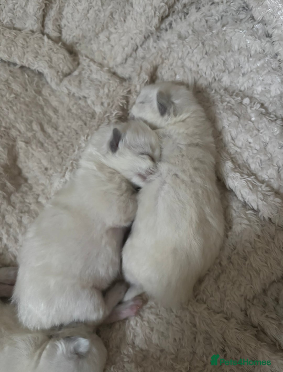 Ragdoll cats for sale: Blue point Ragdoll kittens  - Advert 8