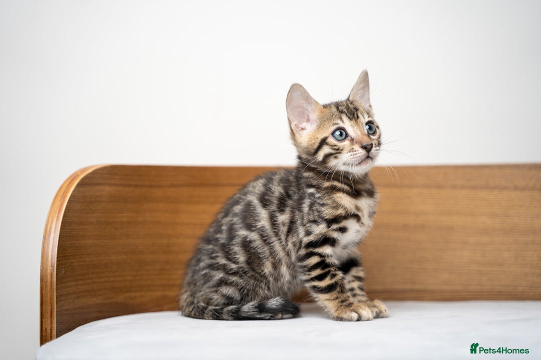 Bengal cats for sale: TICA-Certified Bengal Kittens, Show Quality - Image 21