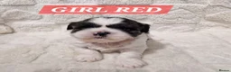 Shih Tzu dogs for sale: Gorgeous Shih Tzu Puppies – Ready at 8 Weeks - Advert 6