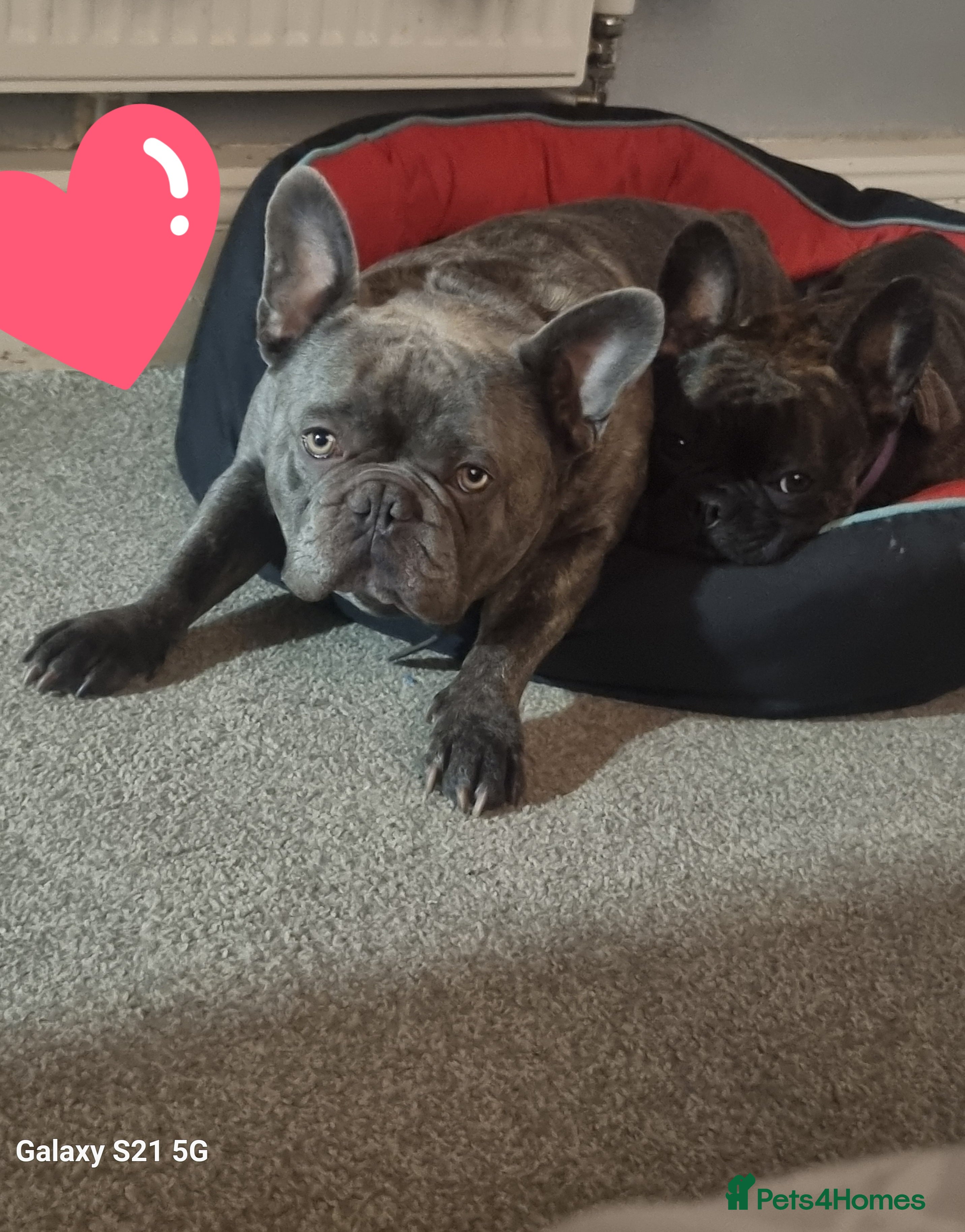 French Bulldog dogs French bulldogs for sale - Advert 1