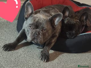 French Bulldog dogs French bulldogs for sale - Advert 1