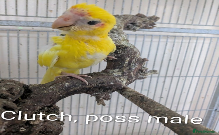 Parakeets birds - Advert 1