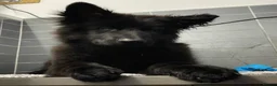 German Shepherd dogs for stud: Black German shepherd stud dog - Advert 4