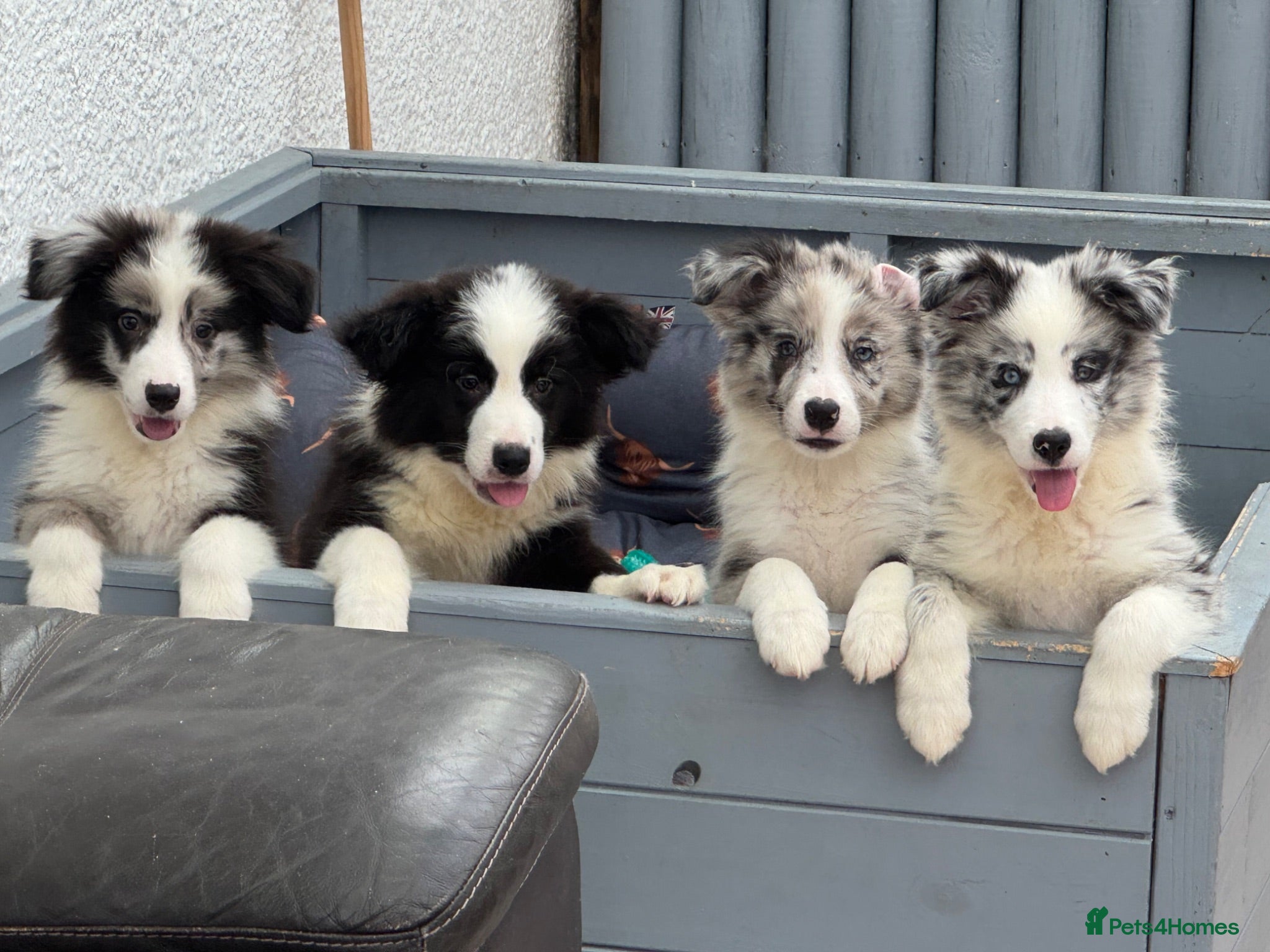 Border Collie dogs Stunning KC Registered Border Collie Puppies  - Advert 1