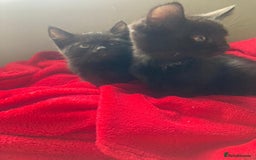 British Shorthair cats for sale: Beautiful kittens looking for new home  - Image 29