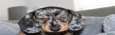 Light Blue Collar 