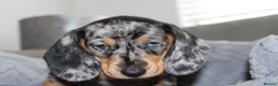 Dachshund dogs for sale: LAST 2 DACHSHUNDS LOOKING FOR THEIR FOREVER HOMES - Advert 3