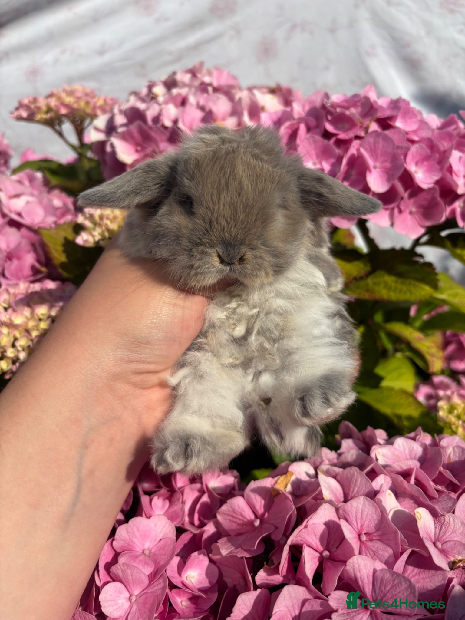 Mini Lop rabbits Vaccinated Mini lops looking for 5⭐️ 🏡 - Advert 17