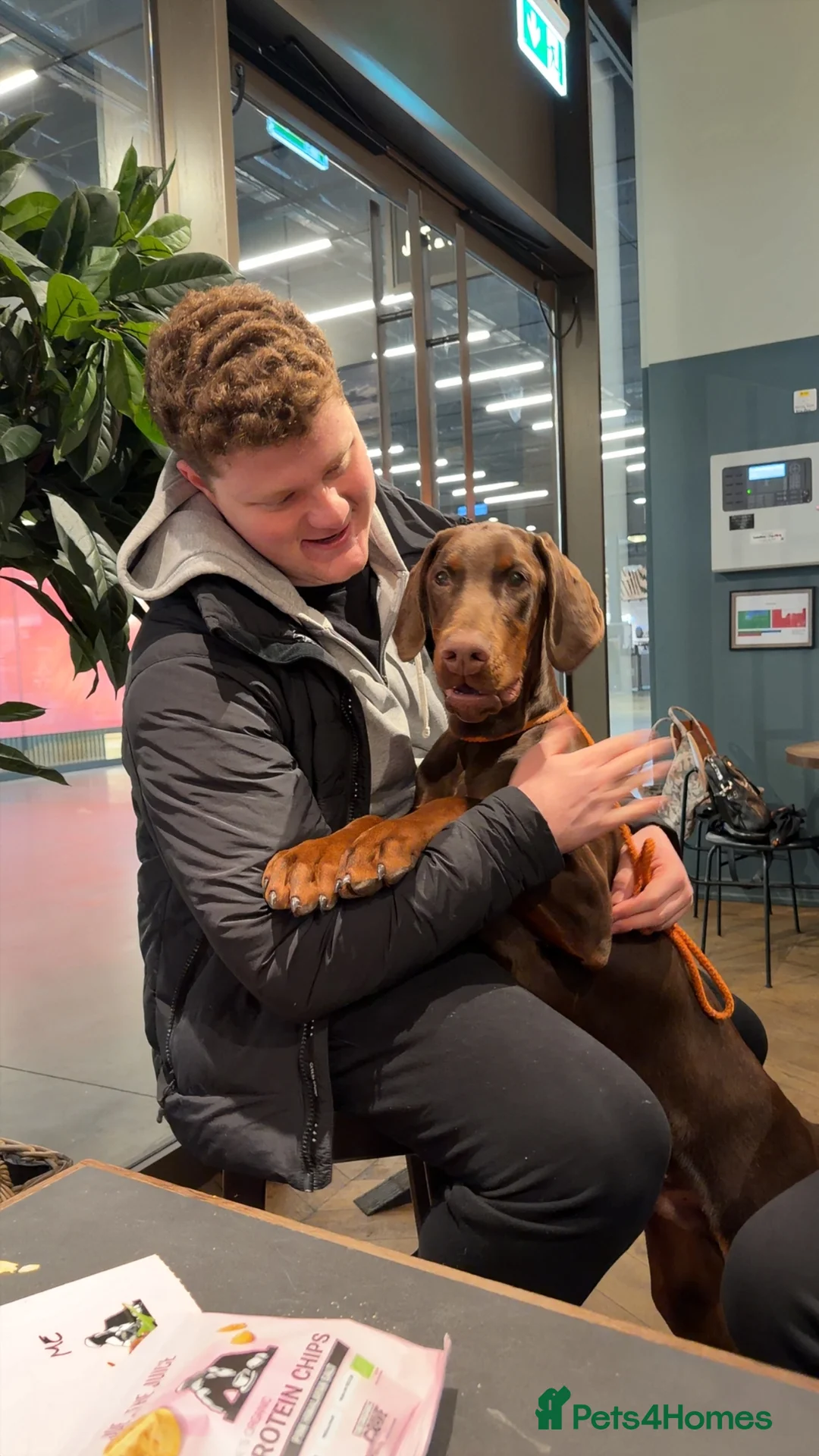 Dobermann dogs for sale: Dobermann pup (KC Registered Exceptional Parents) - Advert 4