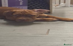 Dogue De Bordeaux dogs for sale: Dogue de bordeux  puppies  - Image 16