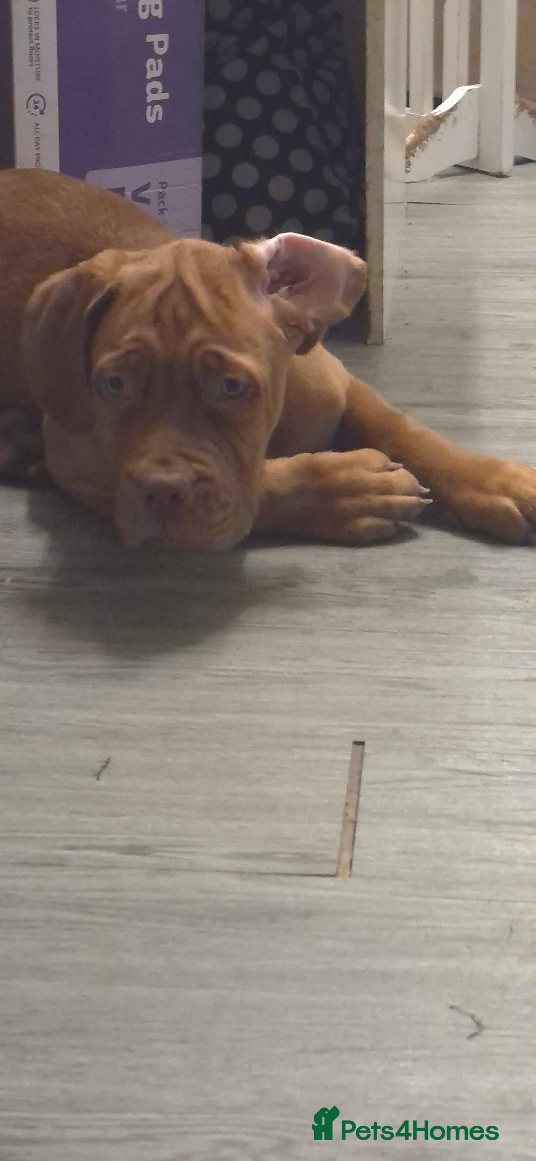 Dogue De Bordeaux dogs for sale: Dogue de bordeux  puppies  - Image 16